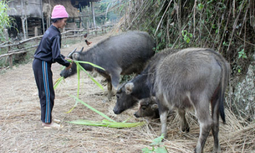 Chủ động phòng, chống dịch lở mồm long móng