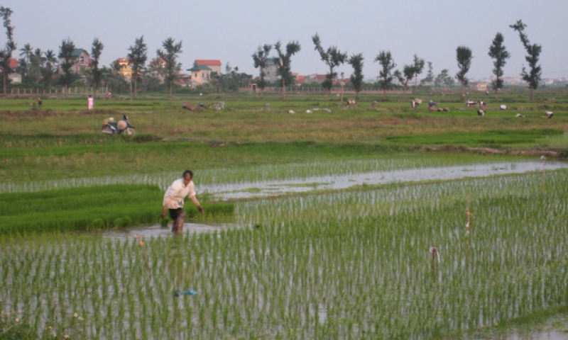 Tăng cường kiểm tra đồng ruộng, khắc phục hậu quả do rét đậm, rét hại