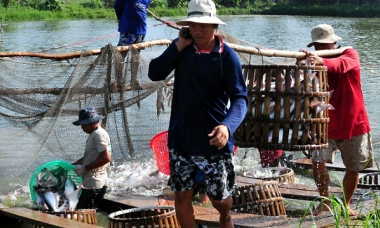 Giá cá tra nguyên liệu tăng mạnh