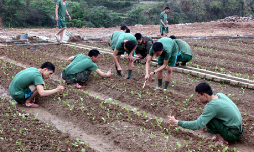 Trung đoàn 141 đẩy mạnh tăng gia sản xuất