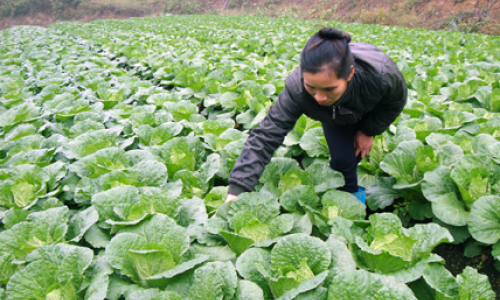 Tiêu chí khó trong xây dựng nông thôn mới