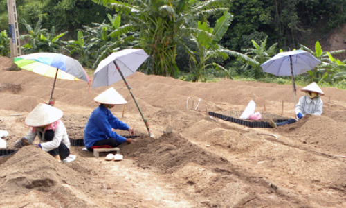 Giải pháp cho trồng rừng 2014