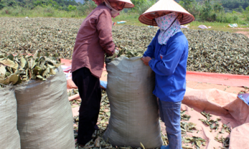 Cây chè rừng đang bị tận diệt