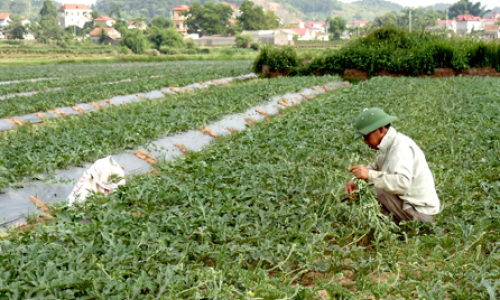 Nhà nông cần giữ mối liên kết