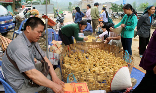 Văn Quan nỗ lực nâng cao hiệu quả chăn nuôi