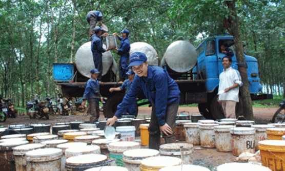 Gia Lai: Hiệu quả từ việc đưa cây cao su đến với buôn làng