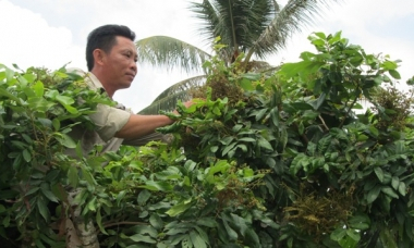 Bệnh chổi rồng ở Tiền Giang: Đầu tư lớn, hiệu quả chưa cao