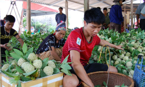 Na Chi Lăng: Trúng mùa, được giá