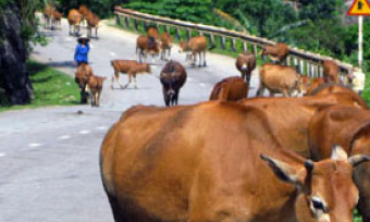 Nguy cơ mất an toàn giao thông