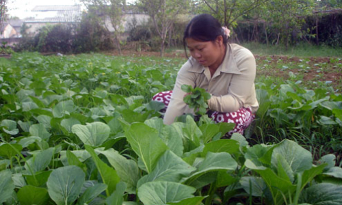 Hội nông dân xây dựng mô hình kinh tế có hiệu quả