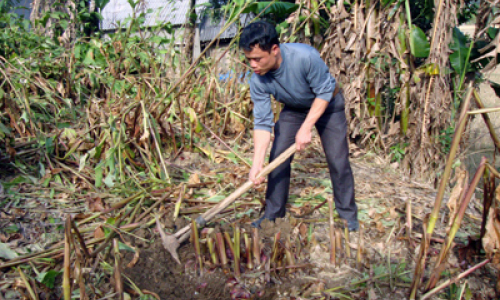 Văn Quan: Nhân rộng mô hình trồng cây dong riềng