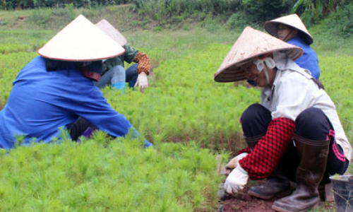 Bước chuyển kinh tế lâm nghiệp