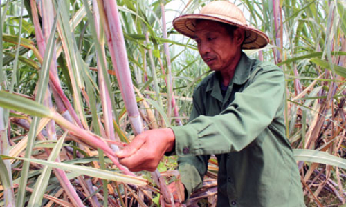 Mía ngọt đã hóa đắng cay