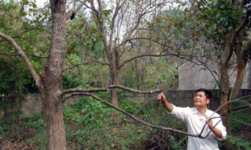 Nâng cao giá trị đặc sản hồng Vành khuyên