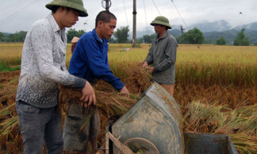 Hối hả thu mùa, làm đông