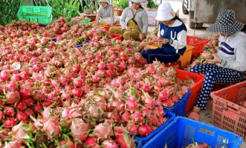 Nông sản xuất khẩu với áp lực "hàng rào kỹ thuật"