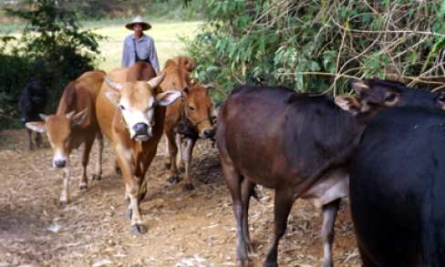 Chi Lăng chú trọng phát triển chăn nuôi