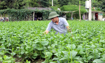 Đồng hành cùng nông dân trong phát triển kinh tế