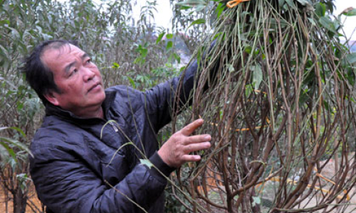 Làm giàu từ trồng cây đào cảnh