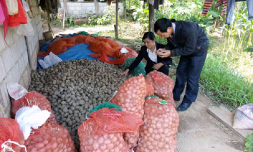 Tăng liên kết trong sản xuất và tiêu thụ sản phẩm