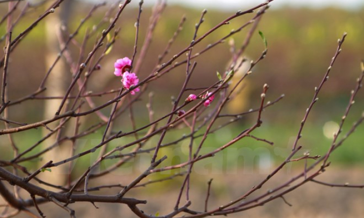 Đào Tết ở Nhật Tân: Bắt đầu tháng cả làng "bồng bế" nhau ra vườn