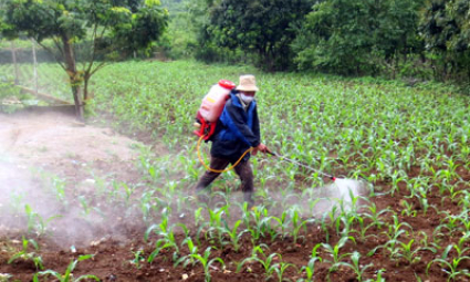 Đảm bảo thắng lợi vụ xuân hè