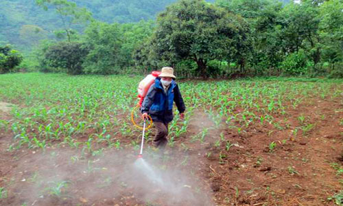 Chi Lăng: Quyết liệt phòng trừ sâu hại ngô