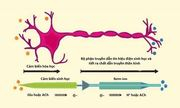 Nơron nhân tạo thay thế dây thần kinh trong não người