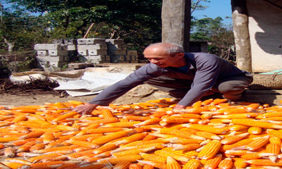 Chuyển đổi cơ cấu giống ngô: Mạnh mẽ, hiệu quả