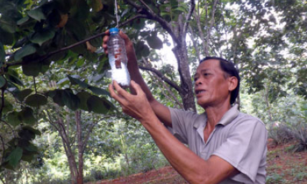 Văn Lãng: Cần “bác sĩ” cho hồng vành khuyên