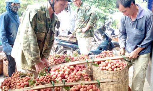 Vải thiều Hữu Lũng: Cần tập trung nâng cao chất lượng