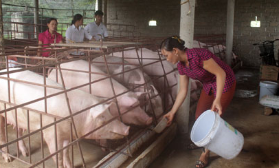 Chị Viên làm giàu từ chăn nuôi