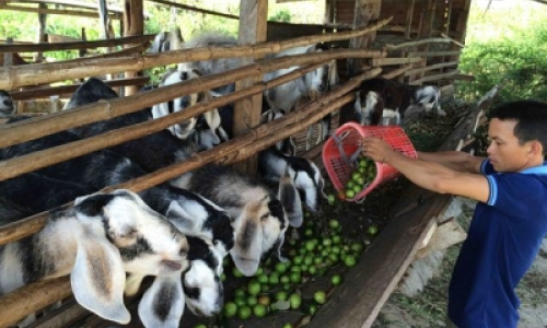 Nông dân Ninh Thuận lao đao vì giá táo thấp