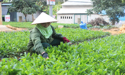 Quyết định 54/QĐ-TTg: Điểm tựa thoát nghèo