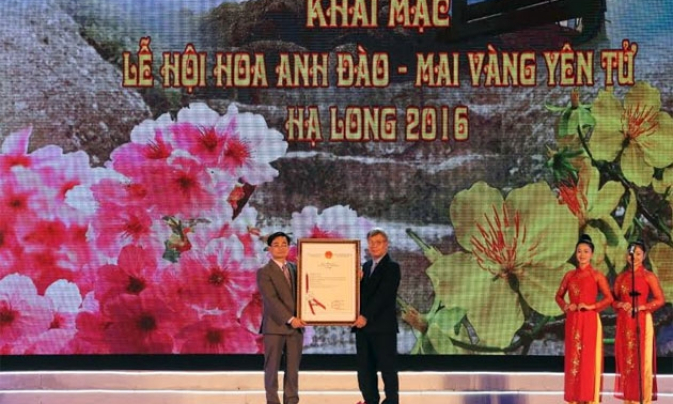 Khai mạc Lễ hội Hoa Anh đào – Mai vàng Yên Tử, Hạ Long 2016