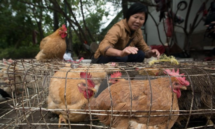 Hong Kong dừng mua bán gia cầm sống vì phát hiện virus H7N9