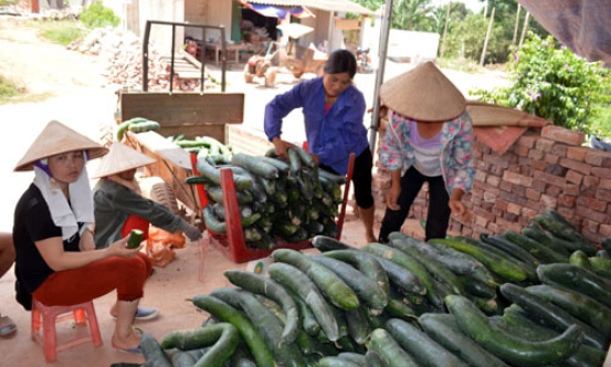 Lộc Bình: Nông dân lao đao vì bí đao