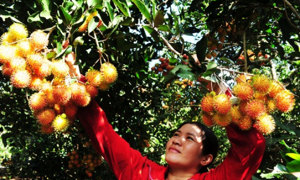 Chôm chôm Long Khánh vào “bảng vàng” đặc sản quốc gia