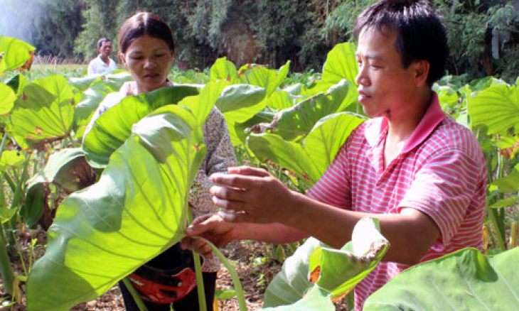 Thúc đẩy tái cơ cấu ngành nông nghiệp