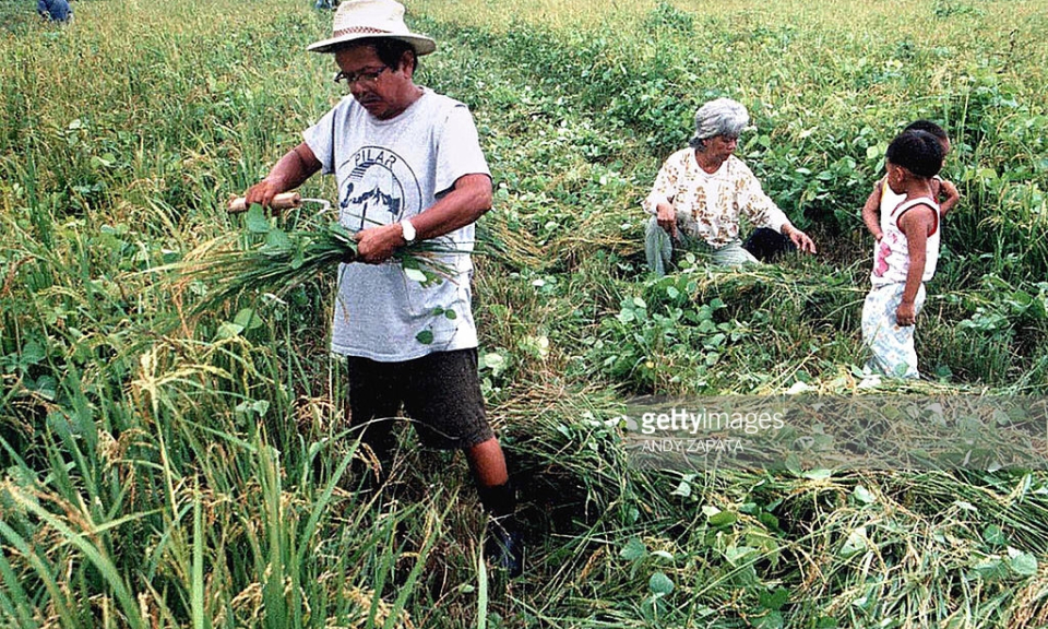 Philippines: Sản lượng lúa giảm do El Nino kéo dài