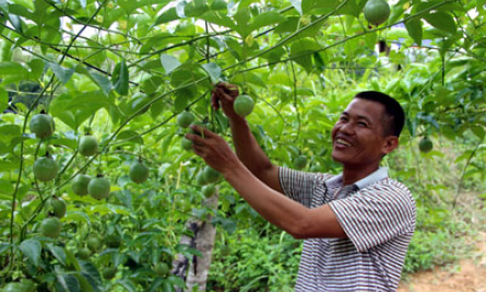 Tràng Định: Triển vọng từ cây chanh leo