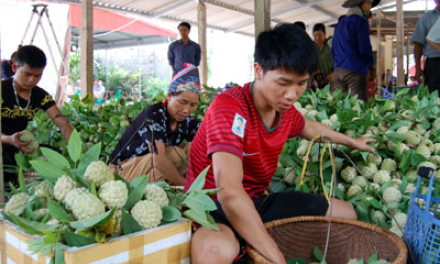 Na Chi Lăng: Giá đầu mùa giảm nhẹ