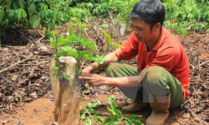 Các tỉnh Tây Nguyên sẽ tái canh thêm gần 19.000ha càphê