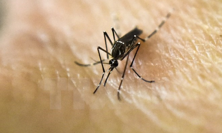 Philippines xác nhận đã có 17 trường hợp nhiễm virus Zika