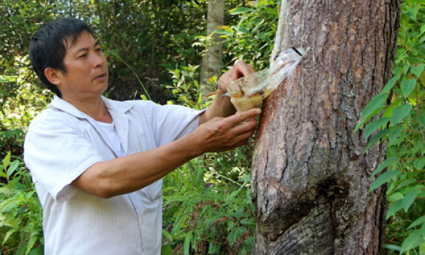 Phòng chống sâu róm hại thông