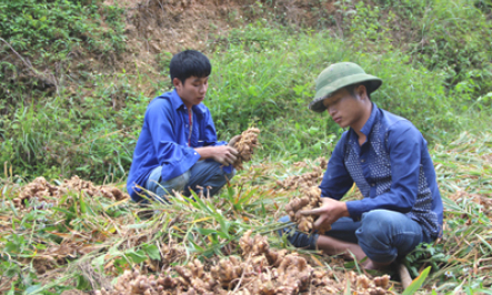 Giá gừng giảm mạnh