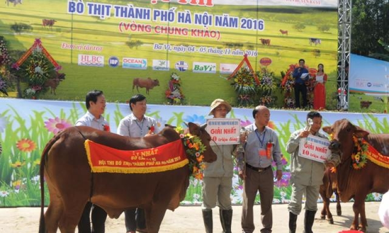 Hội thi bò thịt Thành phố Hà Nội năm 2016