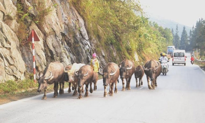 Sa Pa sơ tán hơn 200 con trâu tránh rét 7 độ C