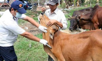 Sẽ có vaccine lở mồm long móng ‘made in Việt Nam’ vào cuối năm