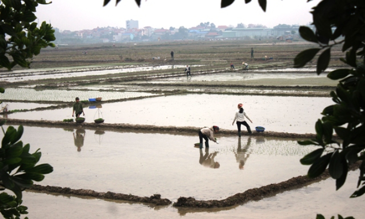 Tập trung gieo cấy, chăm sóc lúa đông xuân